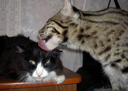 瑞士生死战,当C罗成为那把独一无二的锁,英格兰发现自己才是待开的锁