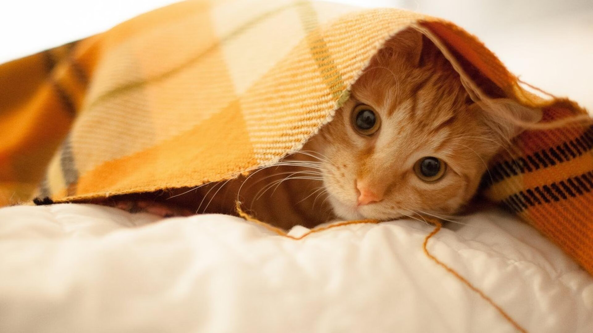 弑神者诞生，当爱德华兹的马蹄踏碎最后的神庙