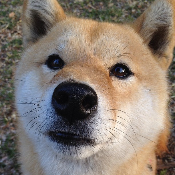 独行侠羽翼下的无声惊雷,东契奇30+三双导演排名争夺战焦点胜利