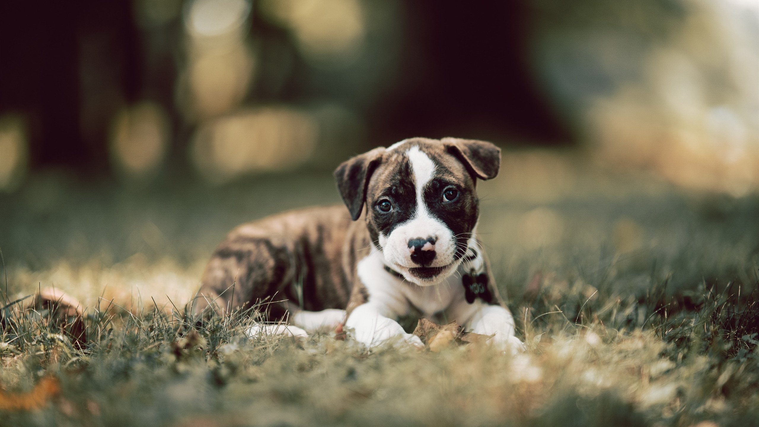 跨界王冠,当NBA超新星在F1赛道上隔扣世界