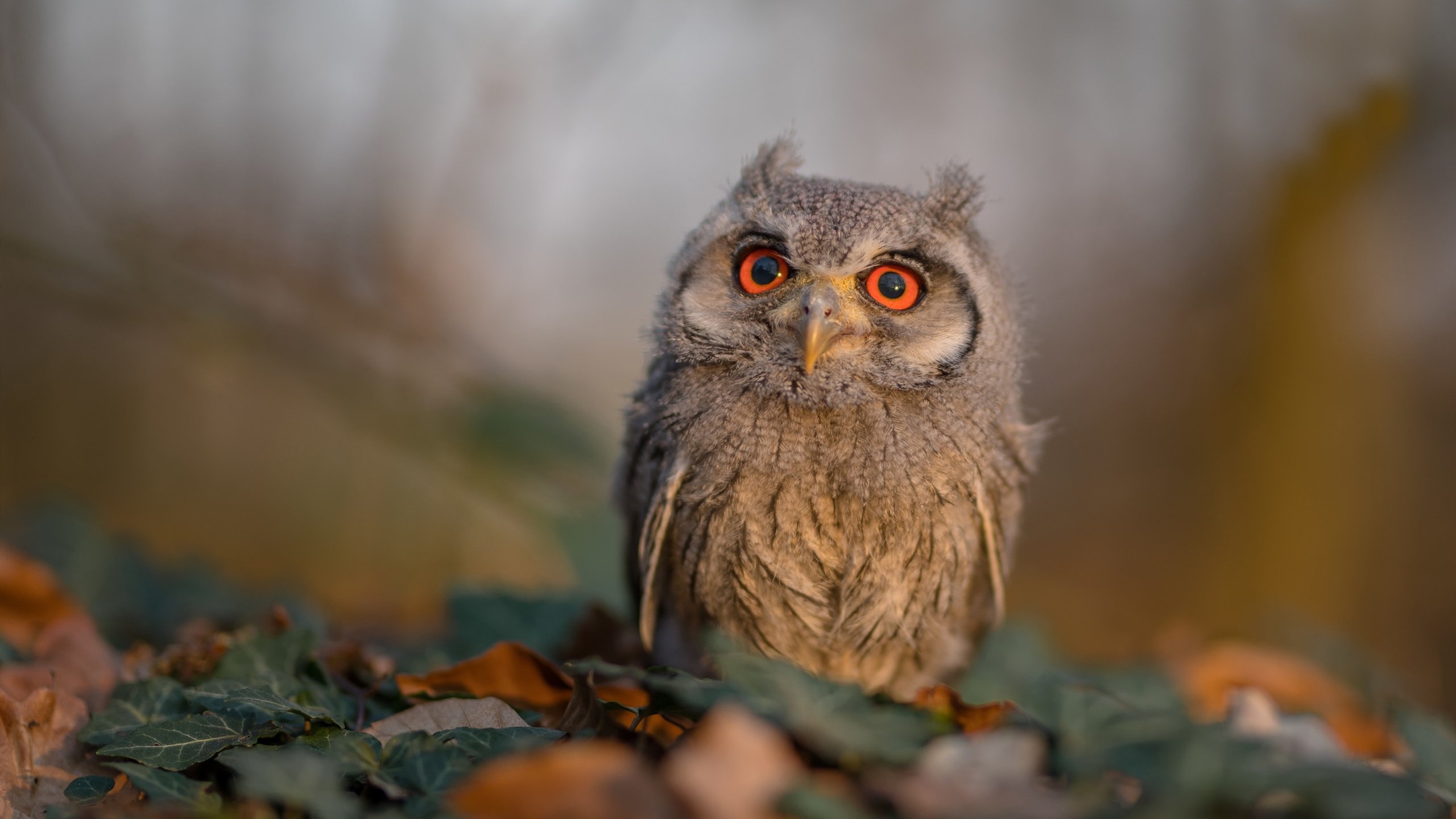 开云体育登录-黄色潜水艇闪电击沉德甲巨人，姆巴佩双重身份成为关键先生